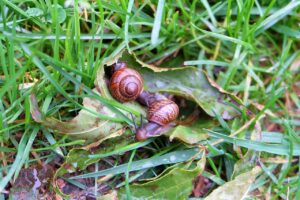 Limaces dans votre jardin Voici comment vous en débarrasser efficacement