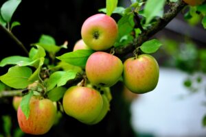 Les secrets pour bien choisir vos arbres fruitiers selon votre environnement